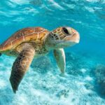 Tulum & Tortugas All Inclusive - Who Is This Tour Best For?