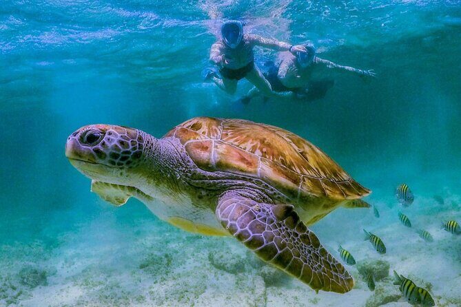 Tulum Turtle Snorkeling and Beach Day Tour - Transportation, Group Size, and Practical Details