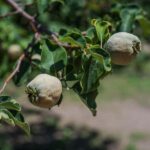 Tumacácori Mission Tour - Who Will Love This Tour?