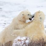 Tundra Buggy Lodge Polar Bears Adventure - What’s Included and What’s Not