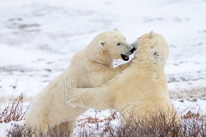 Tundra Buggy Lodge Polar Bears Adventure - What’s Included and What’s Not