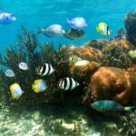 Turtle and Reef Sanctuary Snorkeling - Transportation & Booking Details: Making It Easy