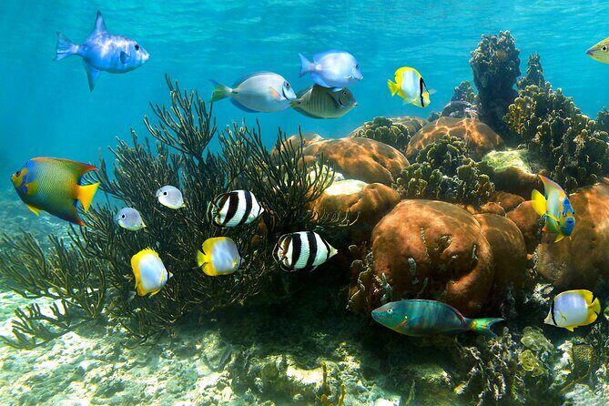 Turtle and Reef Sanctuary Snorkeling - Transportation & Booking Details: Making It Easy