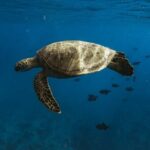 Turtle Canyon Snorkel Adventure in Waikiki - The Sum Up