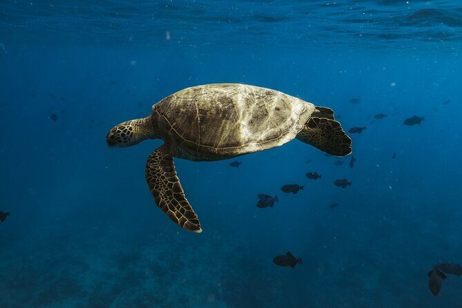 Turtle Canyon Snorkel Adventure in Waikiki - The Sum Up