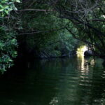 *Turtle Hatching + 3 Palos Lagoon Boat Ride & Crocs Farm - Who Will Love This Tour?