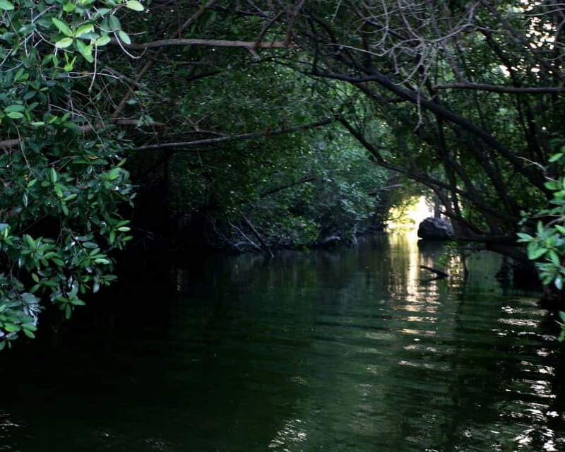 *Turtle Hatching + 3 Palos Lagoon Boat Ride & Crocs Farm - Who Will Love This Tour?