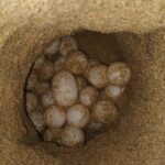 Turtle Night Patrol a Conservation Adventure in Los Cabos - What the Tour Includes and What to Expect