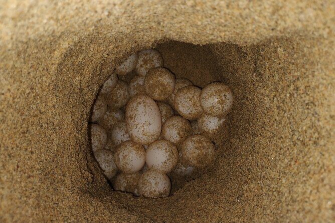 Turtle Night Patrol a Conservation Adventure in Los Cabos - What the Tour Includes and What to Expect