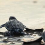 Turtle Release at Escobilla Beach - Detailed Breakdown of the Itinerary
