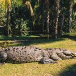 Turtle Release Escobilla Sanctuary and crocs in Ventanilla. - The Tour Experience: A Deep Dive