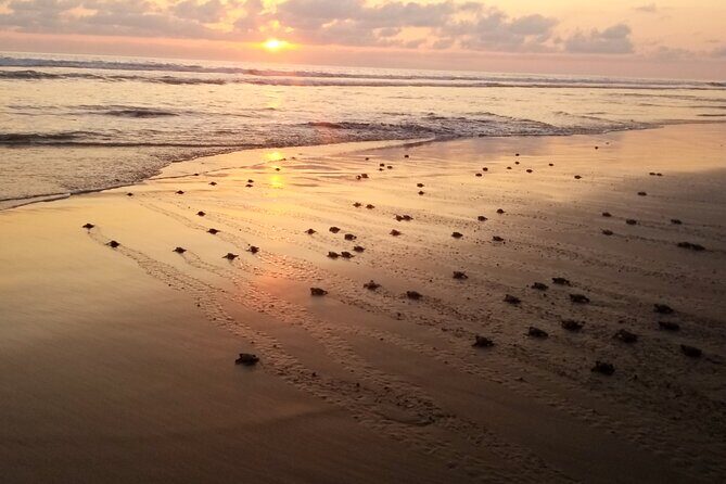 Turtle Release Playa Blanca - What to Expect from the Turtle Release Playa Blanca Tour