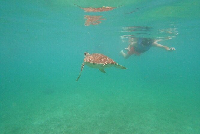 Turtle Snorkeling in Akumal - Who Should Consider This Tour?