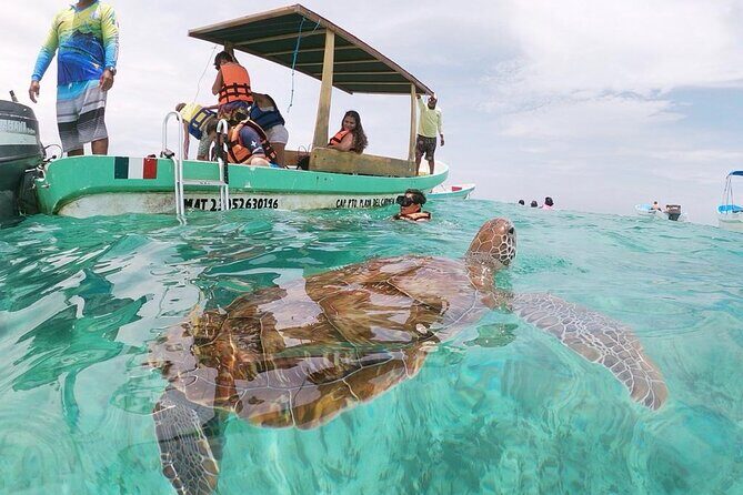 Turtle Swim, Lunch and Underground Cenote Private Tour - What’s Included and Whats Not
