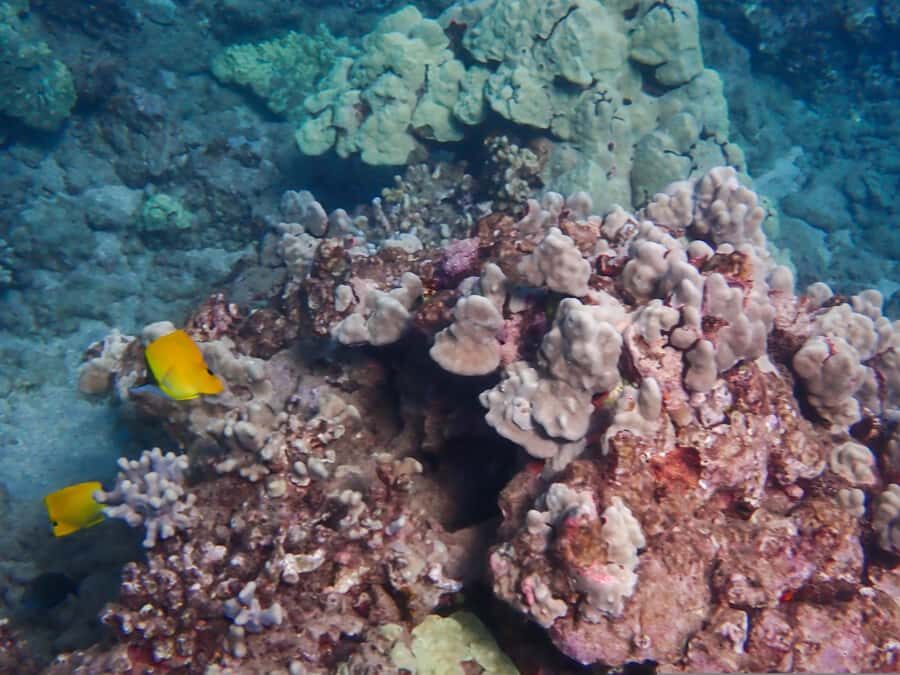 Turtle Town Clear Kayak & Snorkel Tour (7am-9:30am) - The Value of This Experience