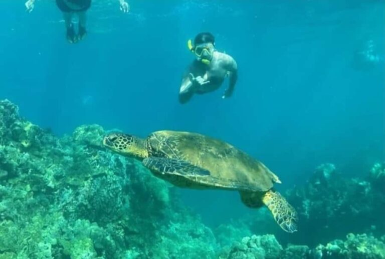 Turtle Town, Makena; Clear Bottom Kayak and Snorkel Tour - Real Traveler Experiences