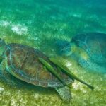 Turtles and Cenote from Riviera Maya - Authentic Experiences from Fellow Travelers