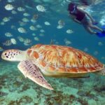 Turtles and Cenote snorkeling activity from Riviera Maya - Pricing and Value