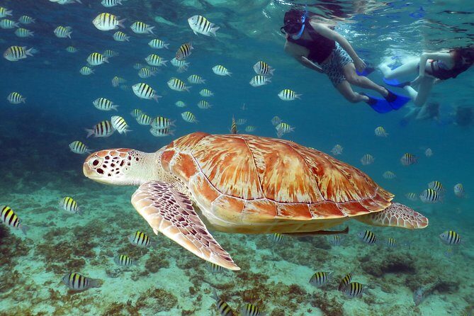 Turtles and Cenote snorkeling activity from Riviera Maya - Pricing and Value