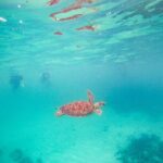 Turtles & Cenote! Half Day from Riviera Maya & Playa del Carmen - What Makes This Tour Stand Out