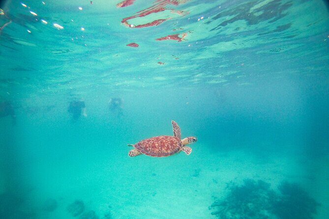 Turtles & Cenote! Half Day from Riviera Maya & Playa del Carmen - What Makes This Tour Stand Out