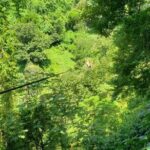 Turtles Release Adventure - An In-depth Look at the Turtles Release Adventure