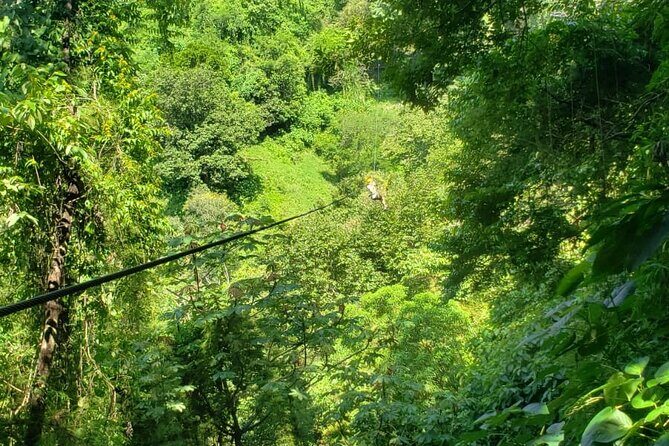 Turtles Release Adventure - An In-depth Look at the Turtles Release Adventure