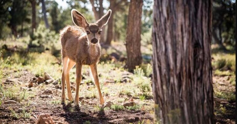 Tusayan: Grand Canyon National Park Off Road Journey - Value for Money and Who Will Love It