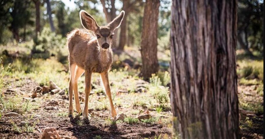 Tusayan: Grand Canyon National Park Off Road Journey - Value for Money and Who Will Love It