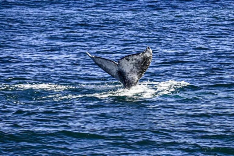 Twilight Tour with San Diego Natural History Museum Whalers - Detailed Breakdown of the Itinerary