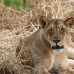 Two Days Safari by Train - Who Would Love This Tour?