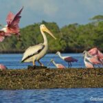 Two-Hour Everglades Dolphin, Manatee and Birding Boat Tour - The Guides and Their Impact