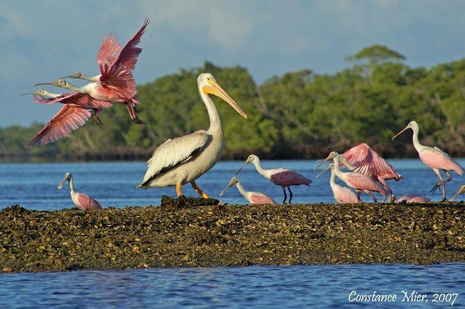 Two-Hour Everglades Dolphin, Manatee and Birding Boat Tour - The Guides and Their Impact