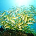 Two Reefs For Certified Divers in Cancun - Final Thoughts: Is It Worth It?