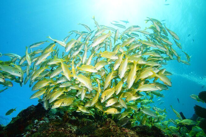 Two Reefs For Certified Divers in Cancun - Final Thoughts: Is It Worth It?