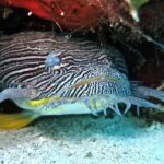 Two Tank Certified Cozumel Scuba Adventure - Key Points