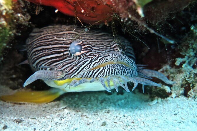 Two Tank Certified Cozumel Scuba Adventure - Key Points