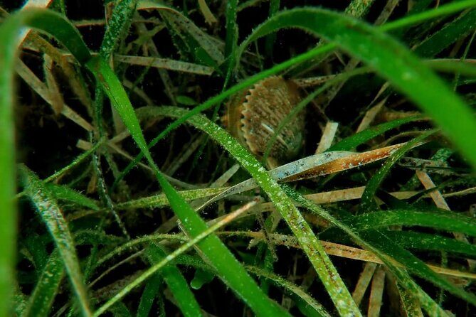 Ultimate Private Scalloping Adventure in Crystal River - What Travelers Say