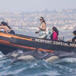 Ultimate Whale Watching Tour aboard the SuperRib: 24 People Max - The Experience of the Boat and Its Advantages