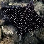 Underwater Photo Shoot - Practical Details and Considerations