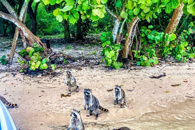 Unique 5 Hours-Boat Tour to Raccoon Island from Fort Lauderdale - Who Will Love This Tour?