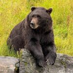 Up to 10 Person Whittier to Anchorage Transport & Wildlife Center - The Bottom Line