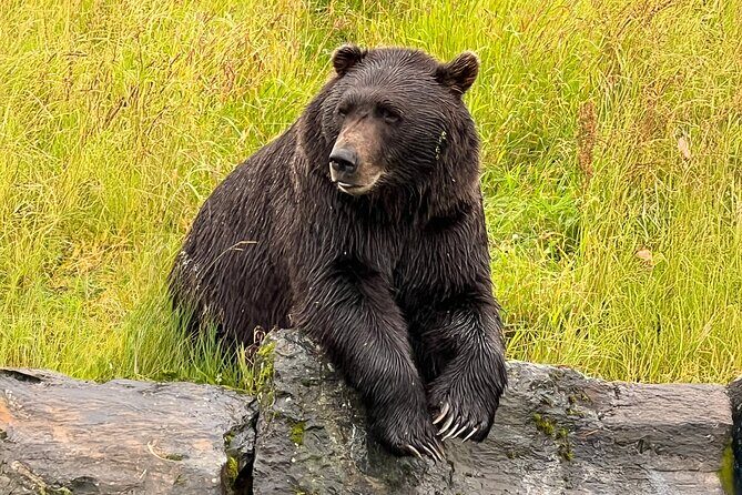 Up to 10 Person Whittier to Anchorage Transport & Wildlife Center - The Bottom Line