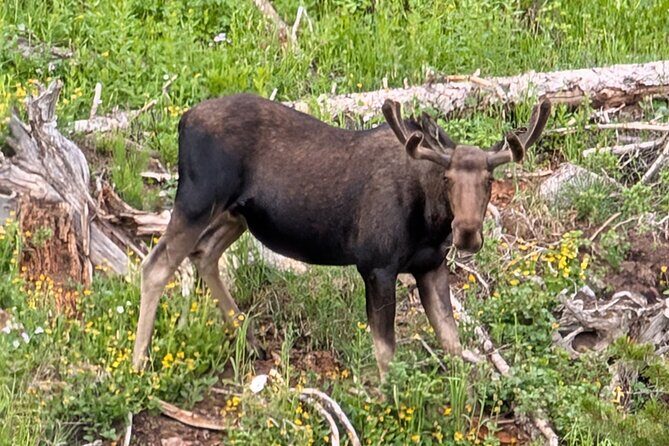 UTV Wilderness Experience in The Uinta Mountains - What Makes This Tour Stand Out?