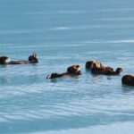 Valdez: Duck Flats Sea Kayak Tour - Who Will Appreciate This Tour?