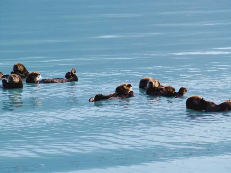 Valdez: Duck Flats Sea Kayak Tour - Who Will Appreciate This Tour?