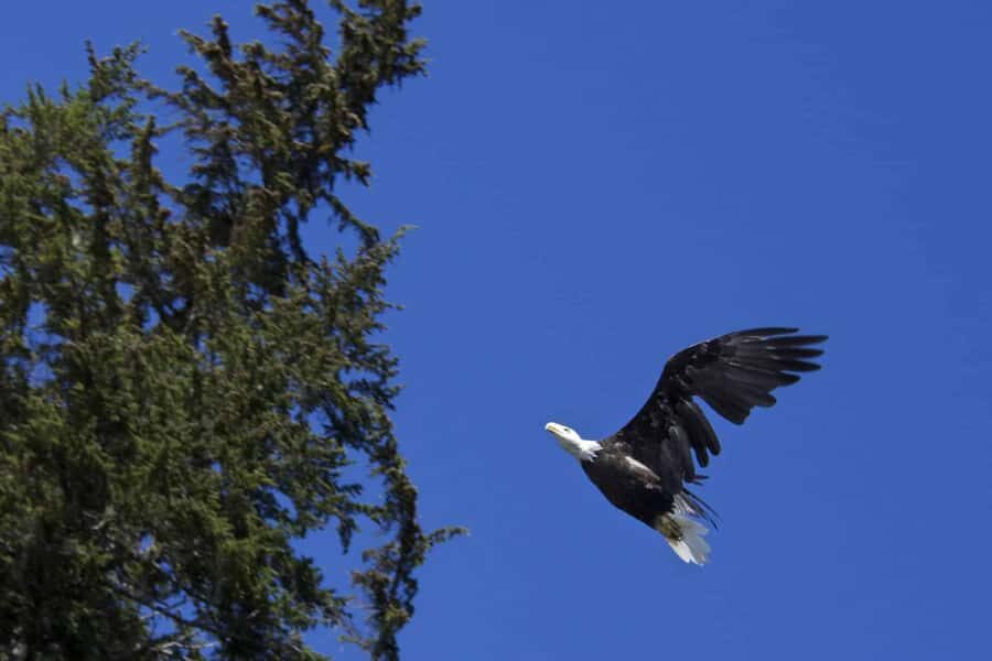 Valdez: Gold Creek Coastal Journey Kayak Tour - What You Can Expect on the Tour