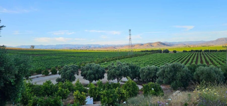 Valle de Guadalupe Tour: Wine Tastings Included - Key Points