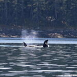Vancouver, BC: Whale Watching Tour Small Zodiac with Guide - Who Should Book This Tour?