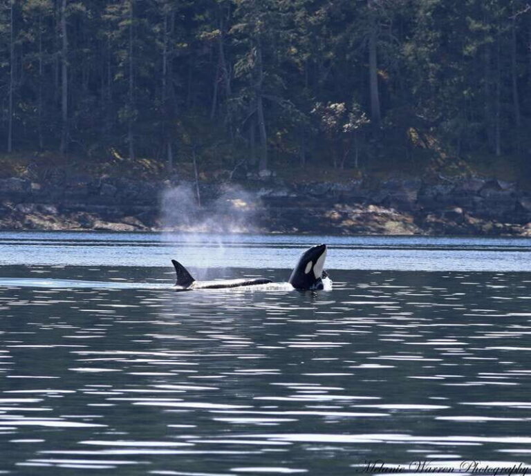 Vancouver, BC: Whale Watching Tour Small Zodiac with Guide - Who Should Book This Tour?